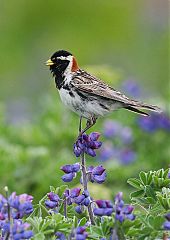 Lapland Longspur